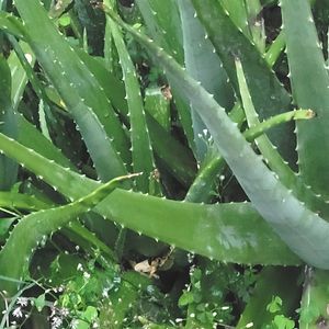 Aloe Vera Leaf 60 Coins Or Rs10