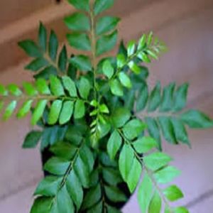 Sweet neem or curry leaves