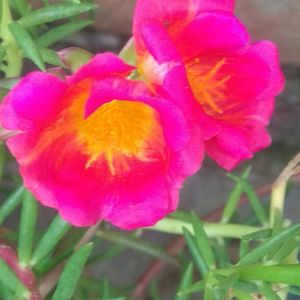 Portulaca Cuttings