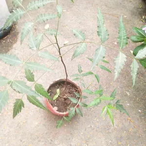 Neem Plant With Healthy Root