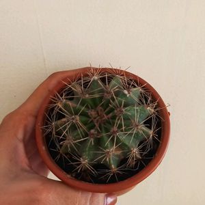 Cactus Plant With Brown Pot N Soil