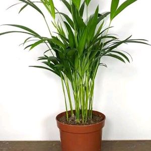 Shravan Sell Plant Combo 6 In Offer Price