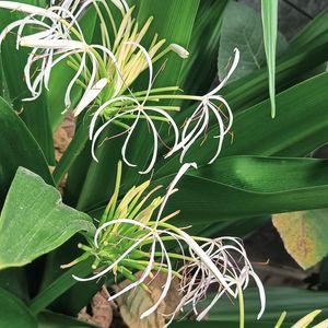 Crinum Lily Plant😍