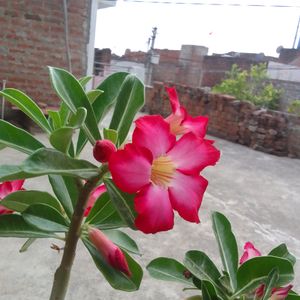 Adenium Plant