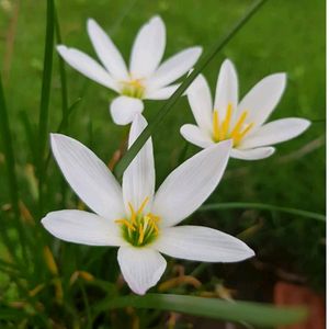 White Lily Plant Pack Of 2