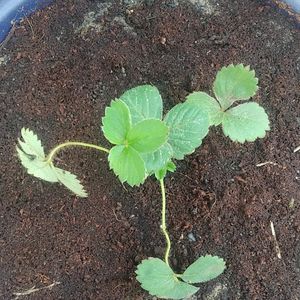 Strawberry Plant Live