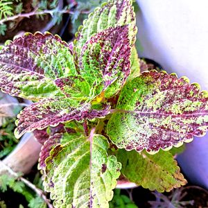 3 Type Of Coleus