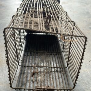 चूहादानी (rat trap)