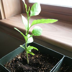 LEMON PLANT SAPLINGS