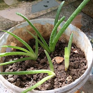 4 Baby Aloe Vera (Live Plants)