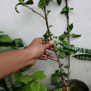 Hibiscus plant & 2 Plan Combo