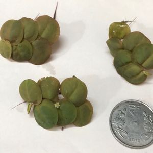 Giant Duck Weed Floating Live Aquarium Plant