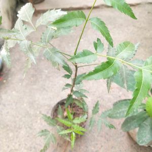 Healthy Neem Plant With Root