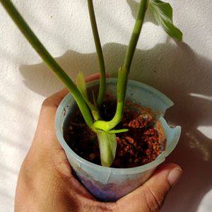 Philodendron Well Rooted Plant