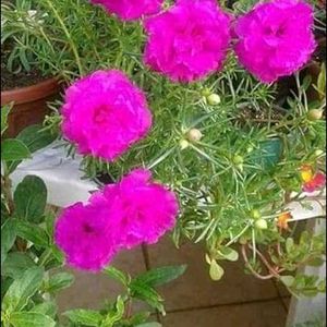 Offer 🎉 Combo Of 4 Portulaca 💐🌸🍀