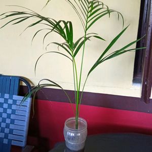 Areca Palm with Plastic Pot