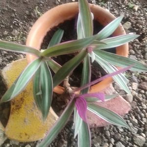 Rheo Oyster Pink Live Plant &Theo Purple Live Plant