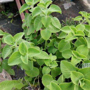 Ajwain Pilant