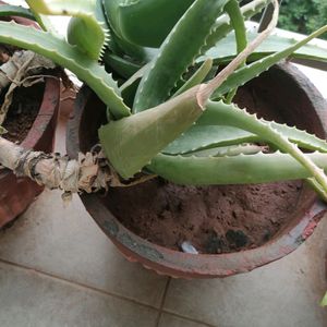 aloevera plant home grown organic