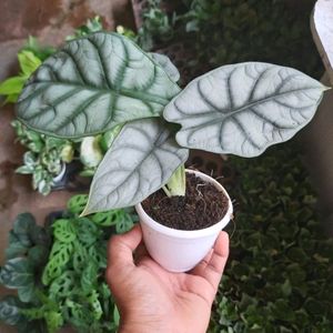 Alcosia Silver Dragon Live Plant