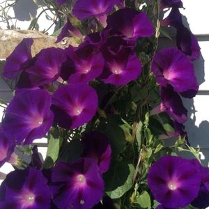 Morning Glory Flower Seeds