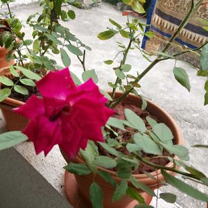 Pink Rose Plant