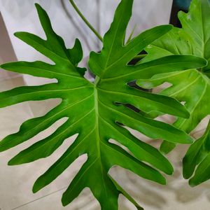 Philodendron Sellum