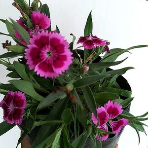 Chinese Pink Live Plant