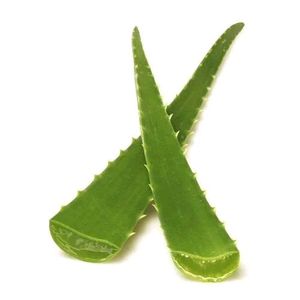 Aloevera Fresh Leaves 500gms