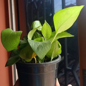 Money Plant