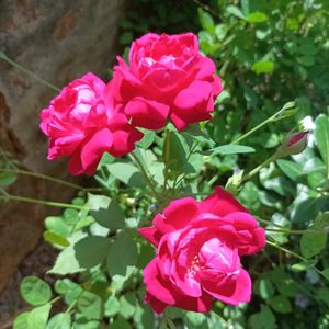 Alive Rose Plant