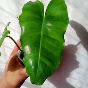 Philodendron Well Rooted Plant