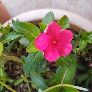 3-4 colours Type Of Nayantara Plants With Roots