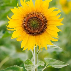 Sunflower Plant In Pure Organic Soil Condition
