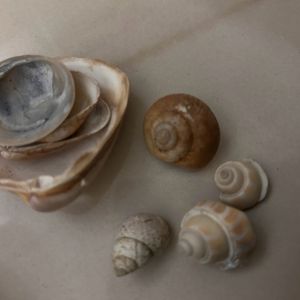 Priceless Sea Shells