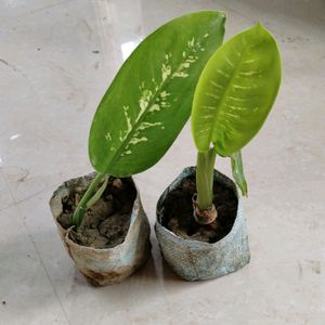 2 Indoor plant