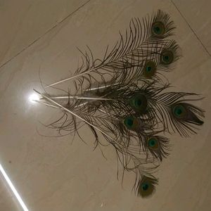 Wall Decorating With Peacock Feather