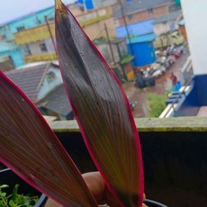 Cordyline Australis Plant With Pot