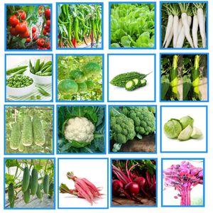 Winter Season Vegetables Seeds Kit 16 type seed