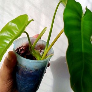 Philodendron Burll Max Mature Plant