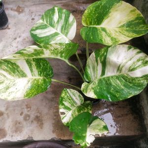 Live Big Size Leaf Magic Money Plant With Pot