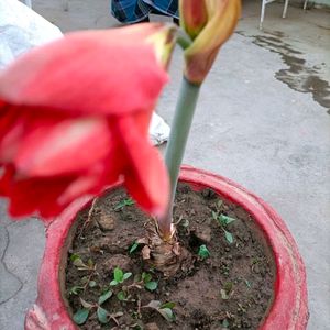 Red Flower Plant 2 Bulb Only