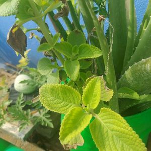 Oregano/karpooravalli Plant