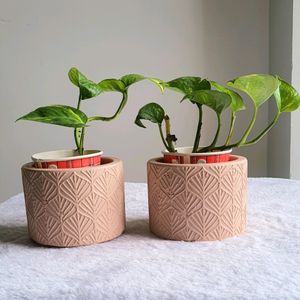 Two Planter & Free 2 live plants