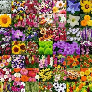 🔥combo Flower seeds of 45 varieties