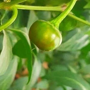 Hottest Chilli Plant Japanese Chill