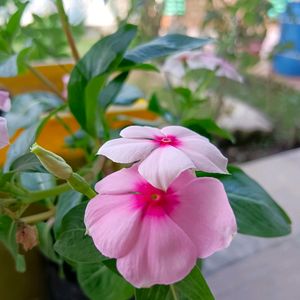 Light Pink Hybrid Periwinkle Sadabahar Seeds