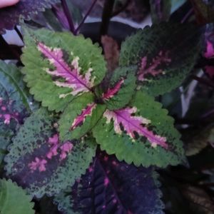 Coleus Combo