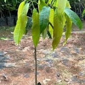 Mango Plants