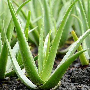 Aloe Vera Plant